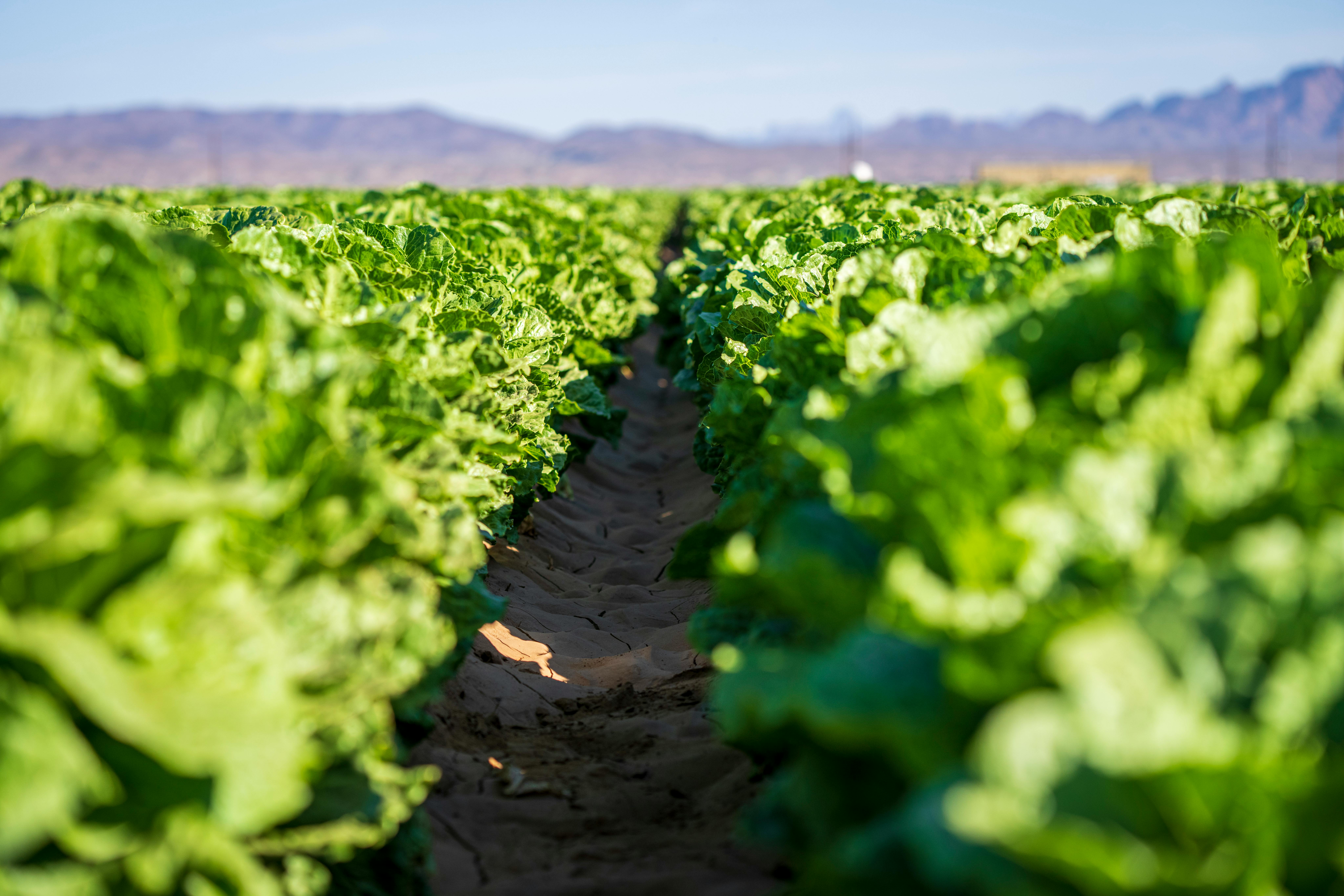 Apariția unor cazuri izolate de contaminare nu înseamnă că toată salata romaine este periculoasă. Foto: pexels.com
