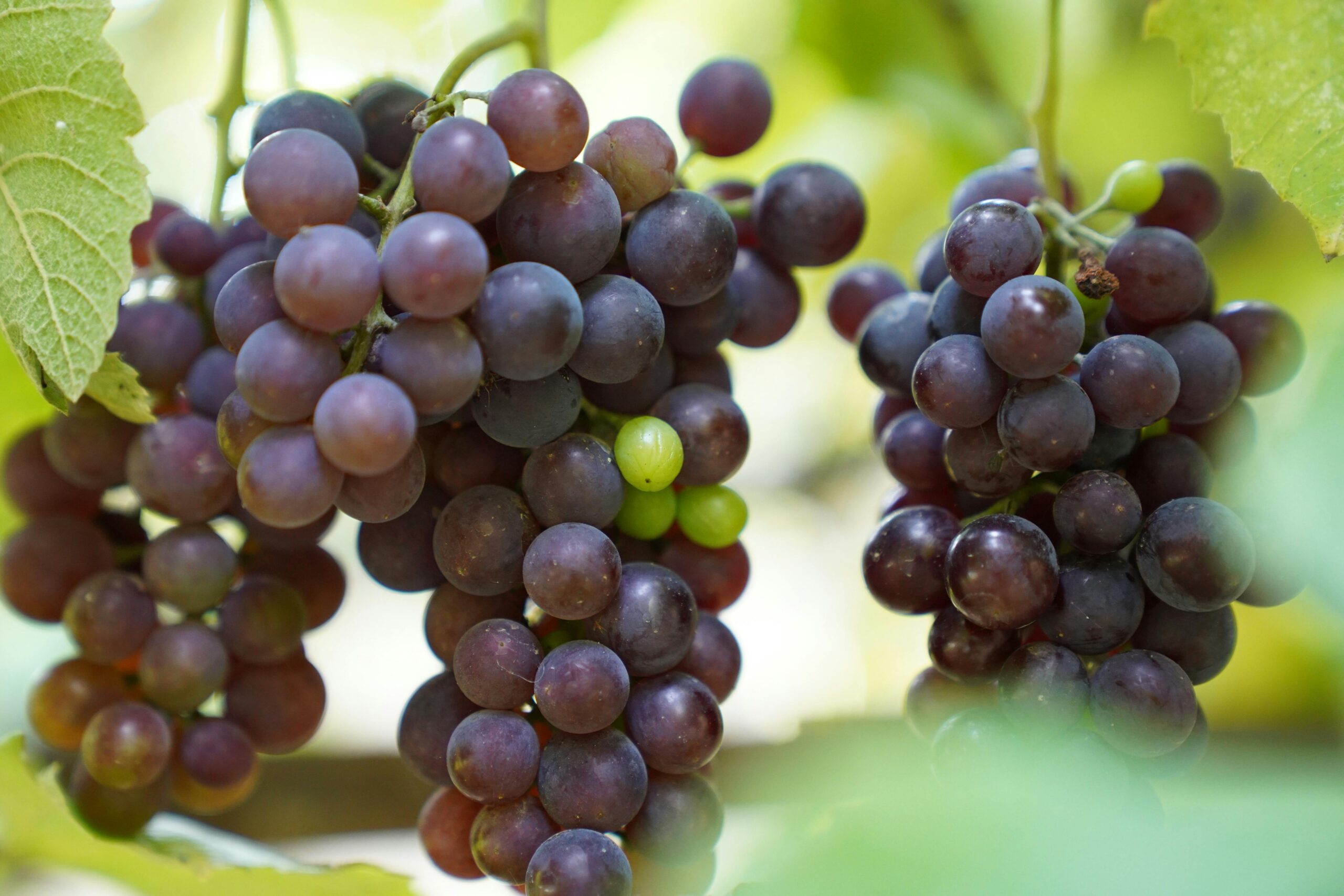 În cazul strugurilor de masă din Spania, aproximativ 60% dintre probele analizate au prezentat niveluri semnificative de reziduuri de pesticide. Foto: pexels.com