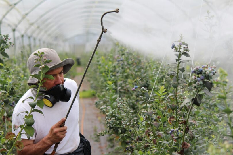 Care sunt fructele cu cele mai multe reziduuri de pesticide, potrivit Autorității Europene pentru Siguranța Alimentară