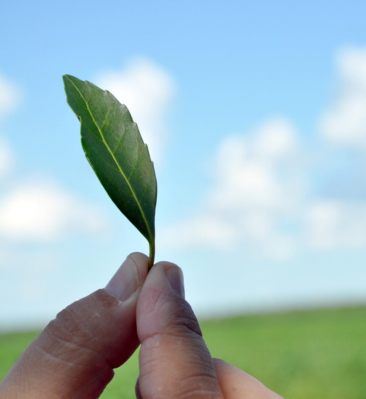 Frunzele uscate pot fi găsite și astăzi în numeroase magazine alimentare orientale. Foto: pixabay.com