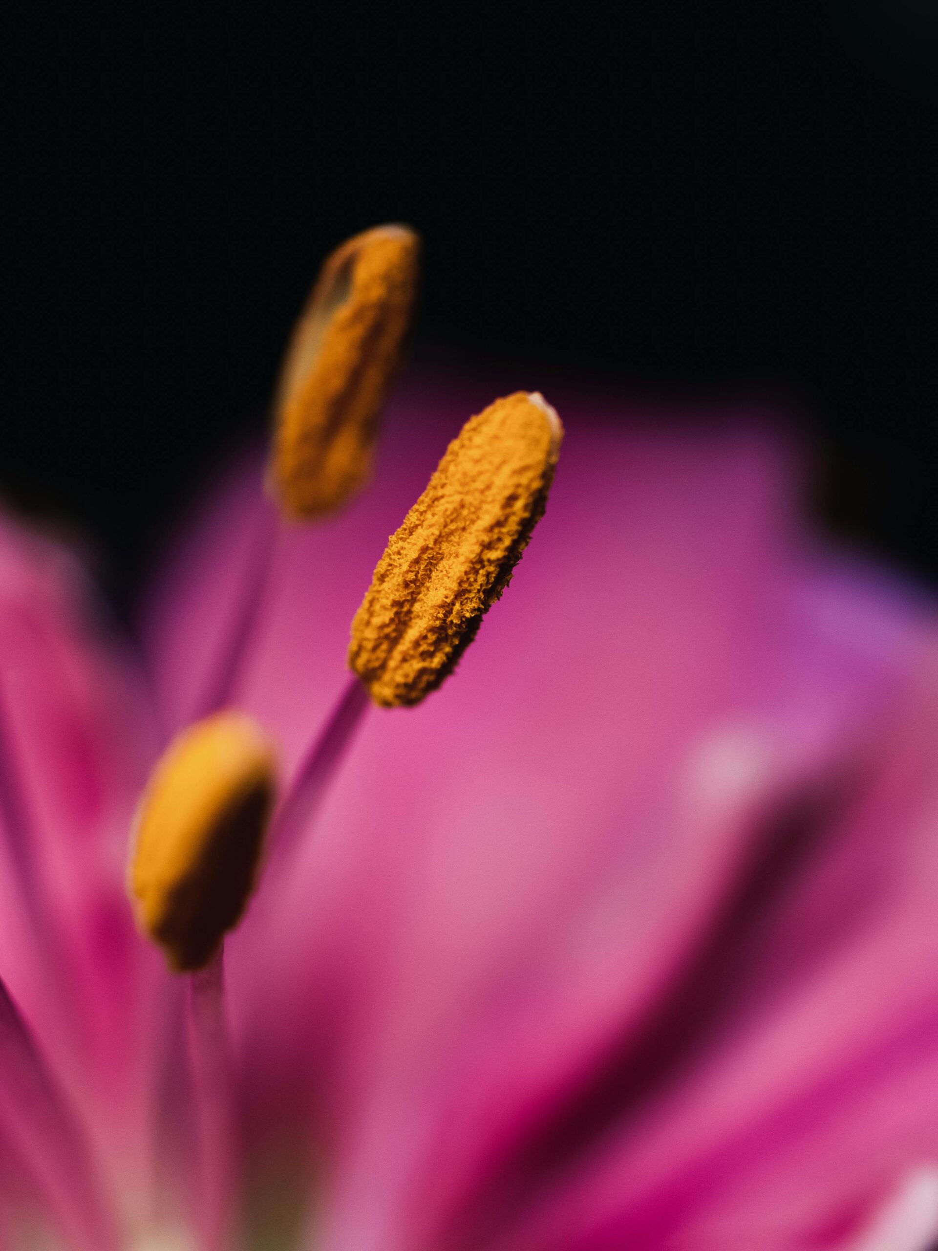 Una dintre cele mai eficiente metode pentru îndepărtarea polenului este folosirea unei benzi adezive. Foto: pexels.com