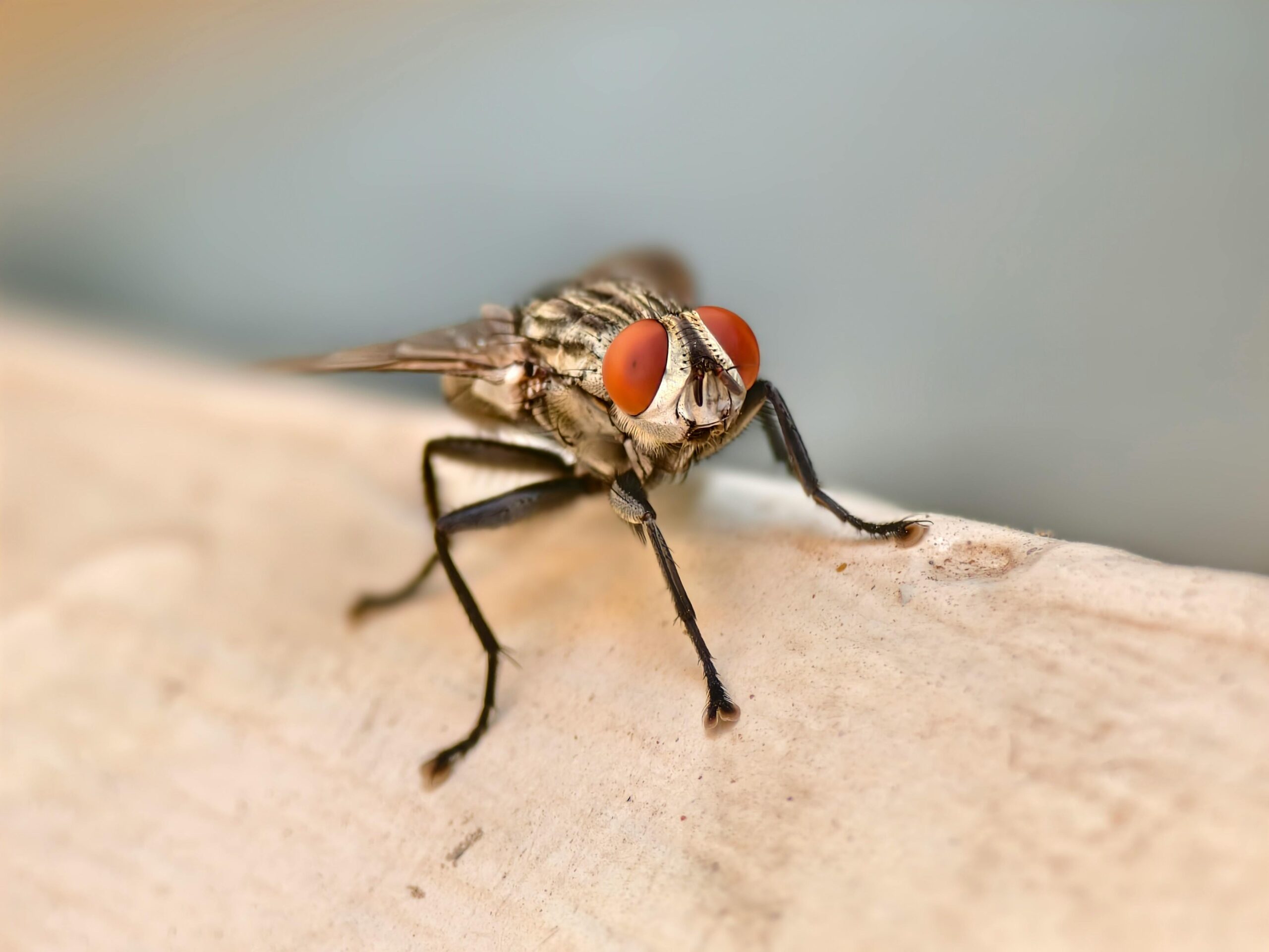 Specialiștii recomandă o alternativă ieftină și ușor de preparat acasă, bazată pe piper cayenne. Foto: pexels.com