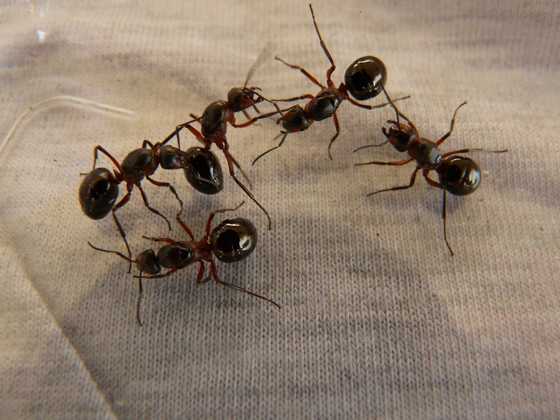 Zona din jurul chiuvetei reprezintă unul dintre cele mai atractive locuri pentru aceste insecte. Foto: pixabay.com