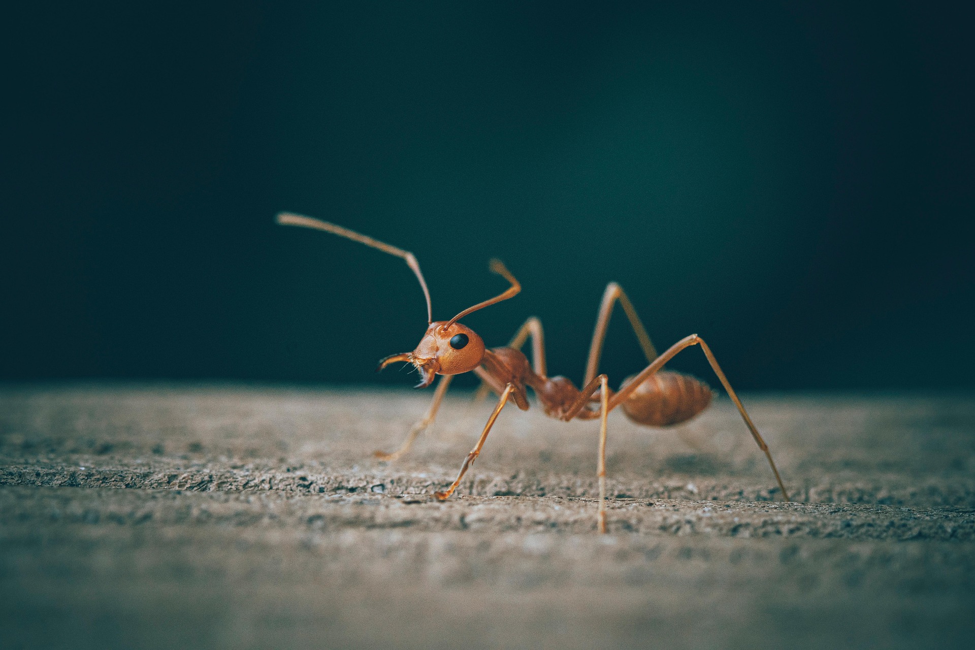Pe măsură ce căldura se intensifică, unul dintre cei mai neplăcuți dăunători începe să își facă din nou apariția în locuințe: furnicile. Foto: pexels.com