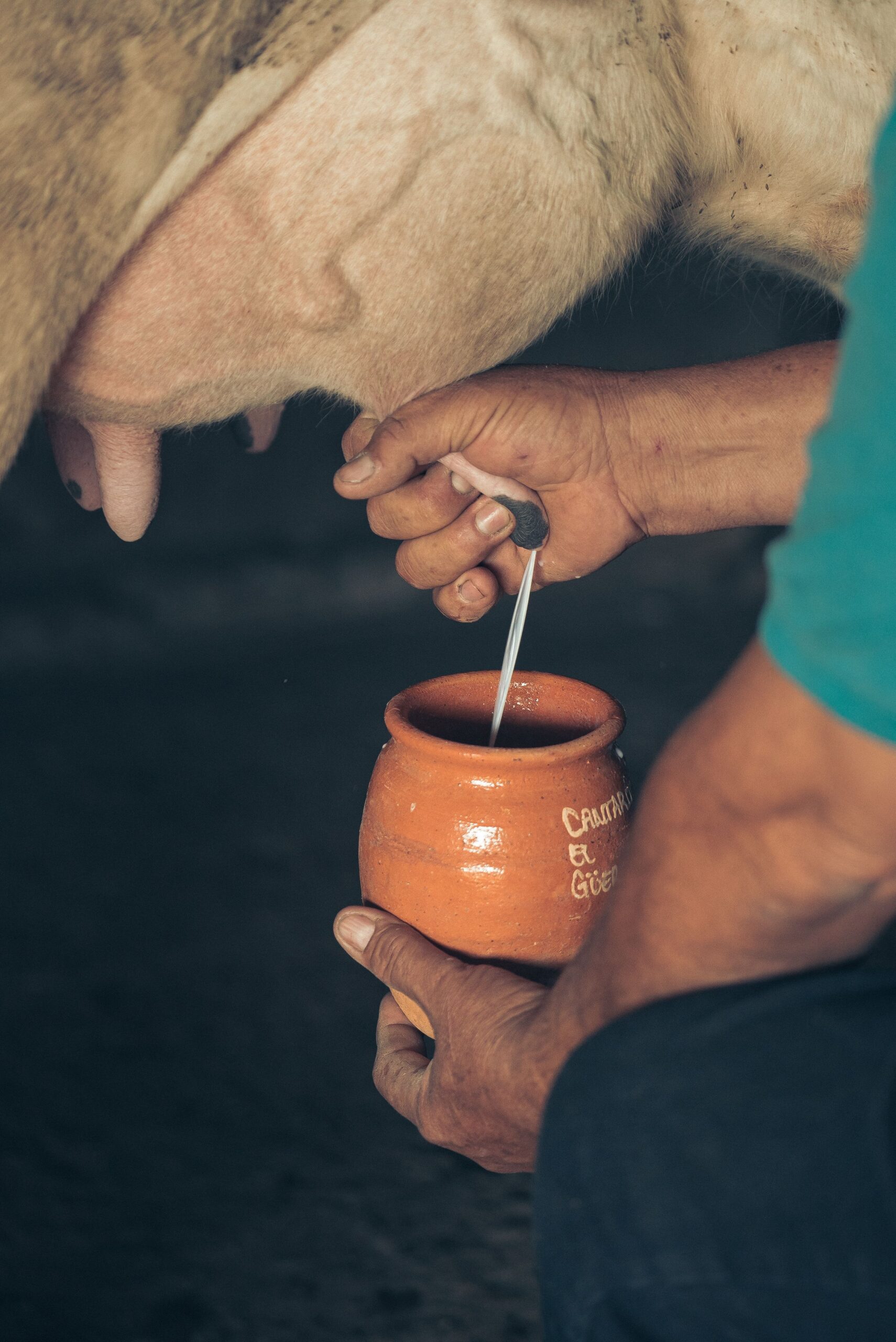 Vacile trebuie crescute conform standardelor agriculturii ecologice timp de cel puțin un an înainte ca laptele să poată fi comercializat ca organic. Foto: pexels.com