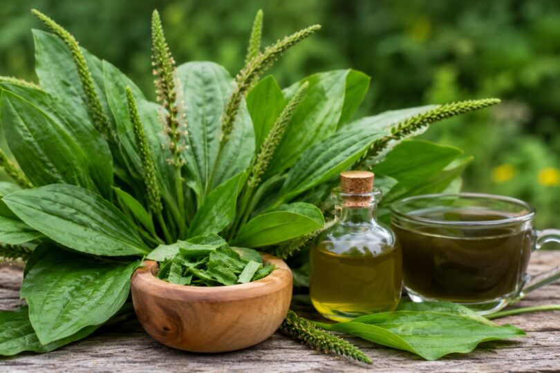 Planta pe care mulți o ignoră, dar care este apreciată de secole în medicina naturistă. Poate calma tusea, susține digestia și ajută la îngrijirea pielii