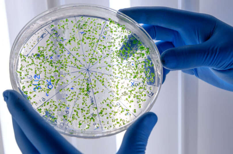 Ce este bacteria Vibrio și de ce este considerată periculoasă?