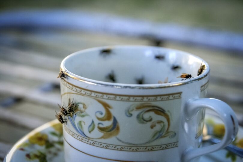 Greșeala banală care poate aduce muștele în casă pe timp de caniculă. Cum să răcorești locuința fără să inviți insectele înăuntru