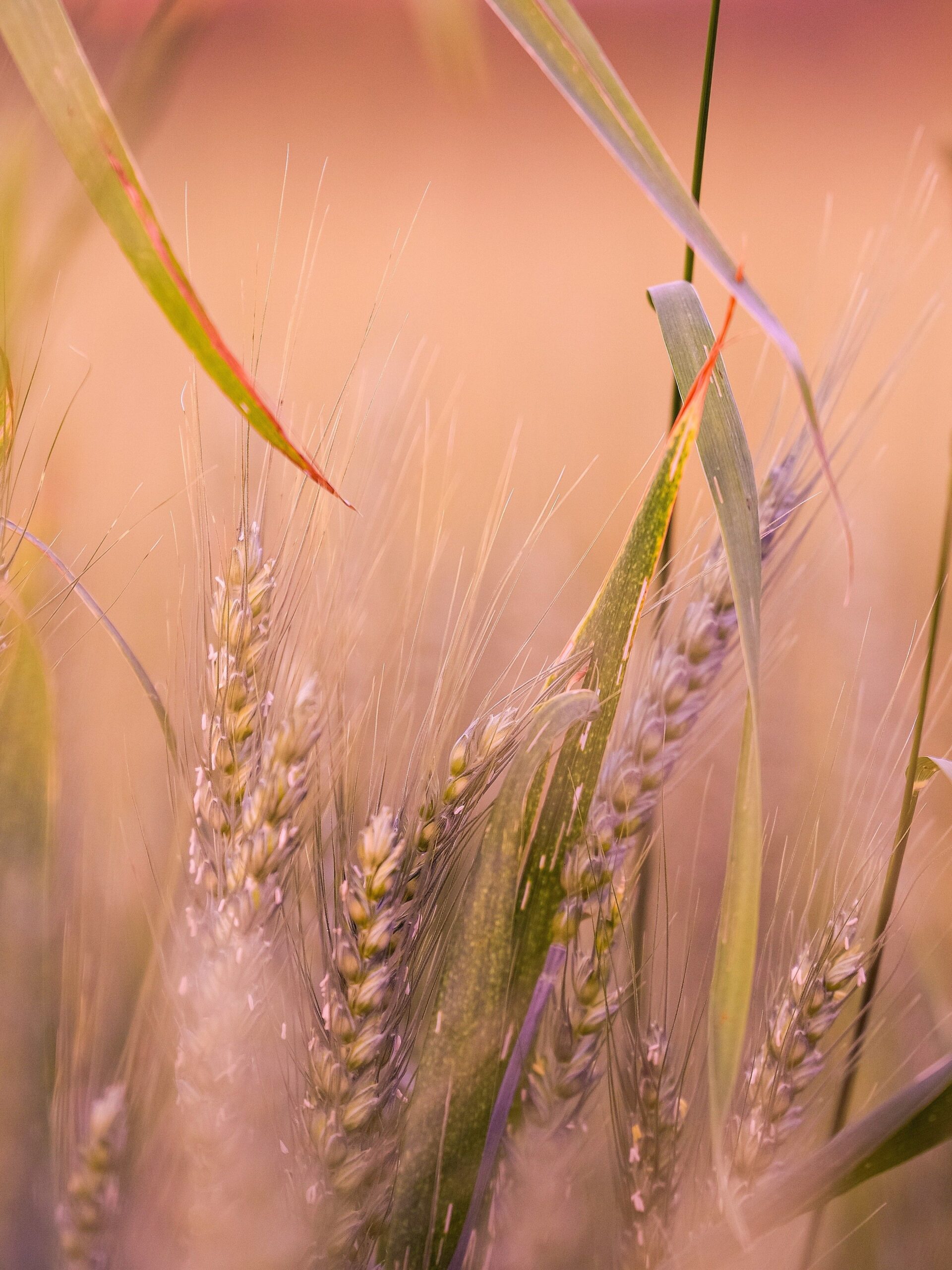 Acest grâu ar putea transforma produse obișnuite, cum sunt pâinea sau tortilla, în alimente cu o valoare nutritivă mai mare. Foto: pexels.com