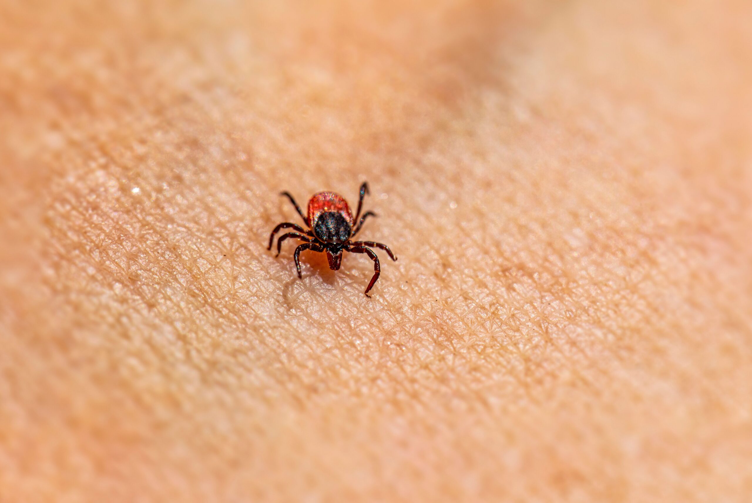 Denumirea bolii provine de la două epidemii descrise inițial în locuri și perioade diferite – una în Crimeea și cealaltă în Congo. Foto: pexels.com