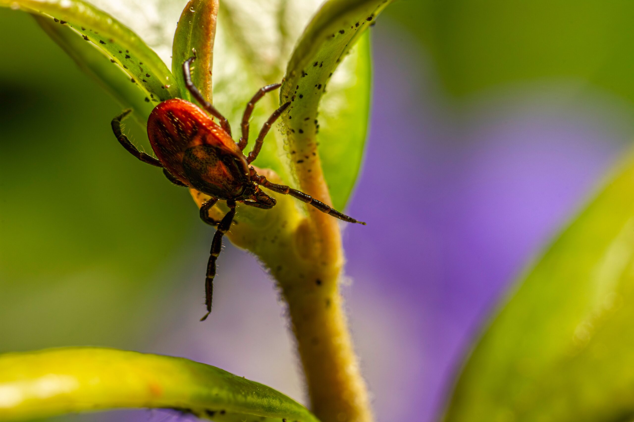 Boala este provocată de un virus transmis în principal prin mușcătura căpușelor infectate și poate fi fatală. Foto: pexels.com
