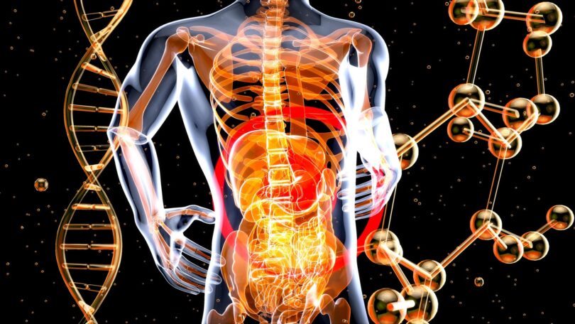 Fibrele pentru sănătatea intestinală: cum îți susțin digestia din interior