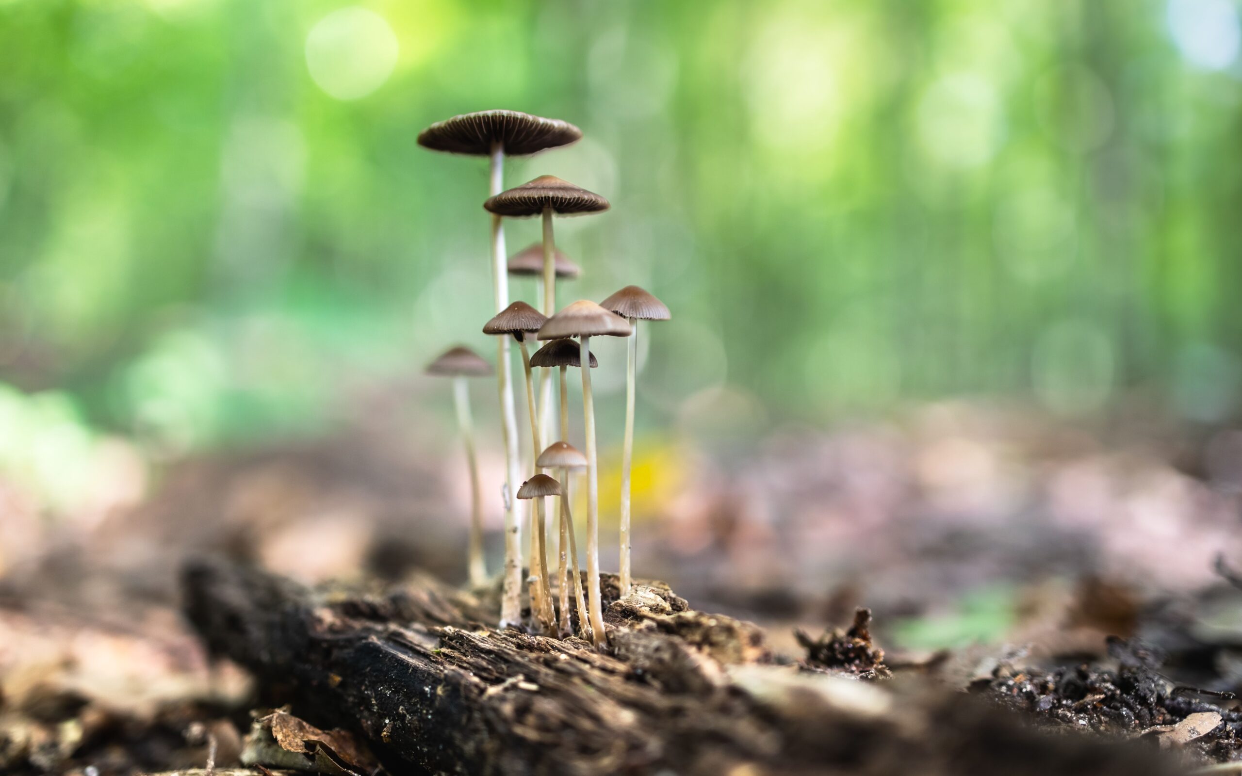 Depresia majoră este una dintre cele mai frecvente afecțiuni de sănătate mintală la nivel mondial. Foto: pexels.com