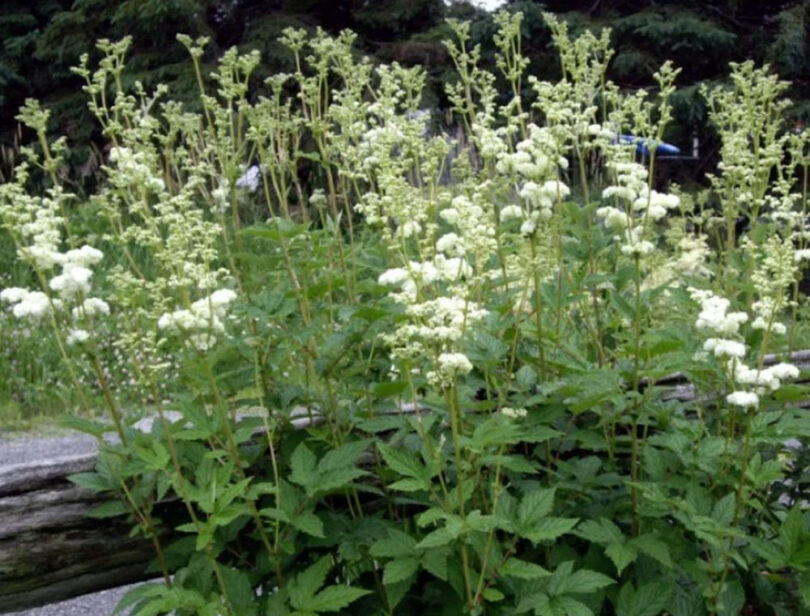 Crețușca, planta supranumită „aspirina naturală”. Ce proprietăți are și cum poate fi consumată