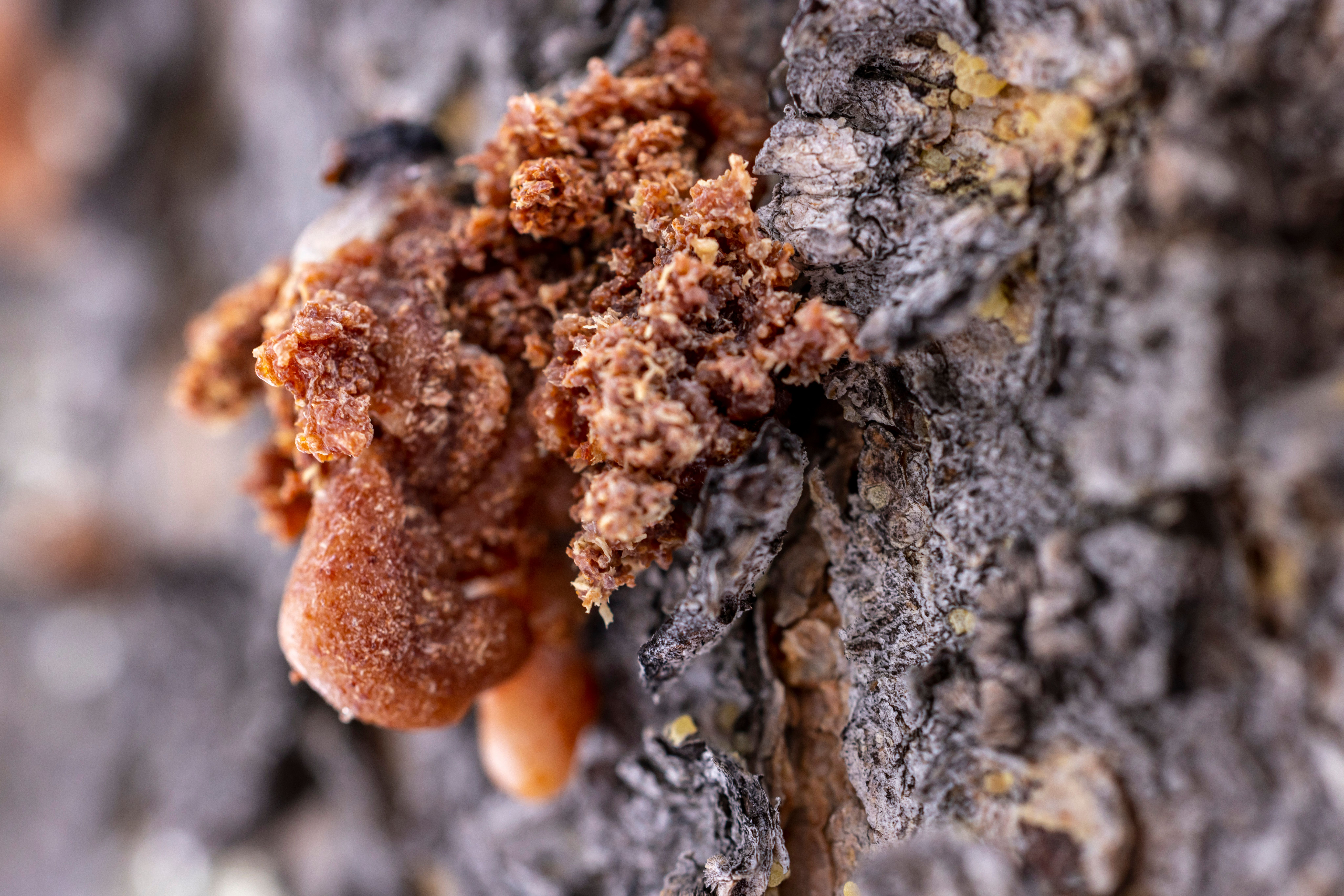 Rășina obținută din anumite specii de arbori din genul Commiphora a fost folosită de-a lungul timpului și pentru îngrijirea rănilor. Foto: pexels.com