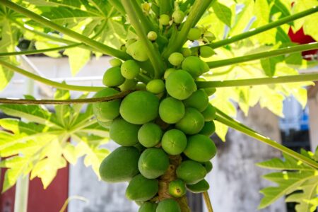 Fructul exotic care are gust de mango și banană, dar rezistă la ger. De ce ar putea ajunge în curând și pe mesele românilor