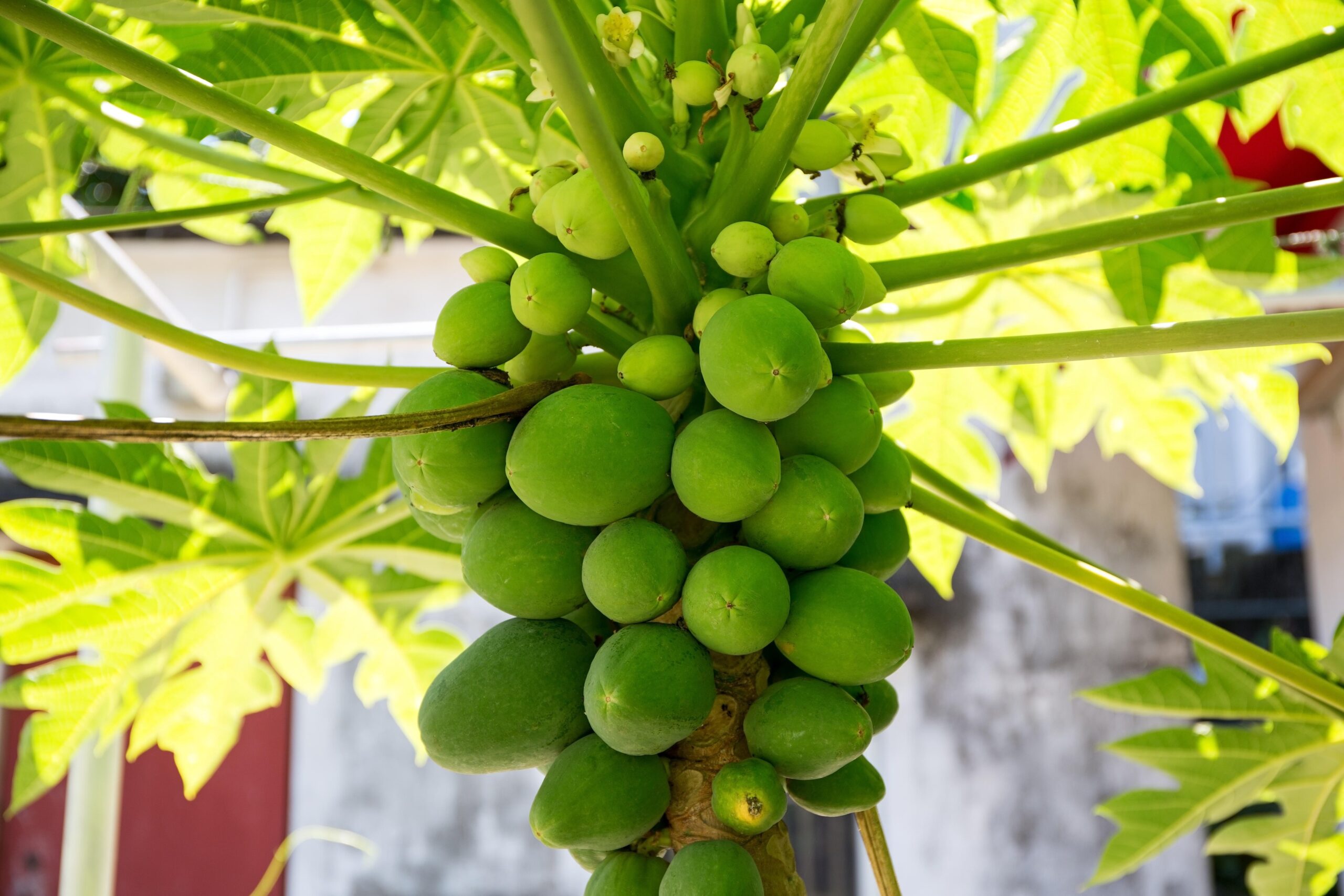 Fructul exotic care are gust de mango și banană, dar rezistă la ger. De ce ar putea ajunge în curând și pe mesele românilor